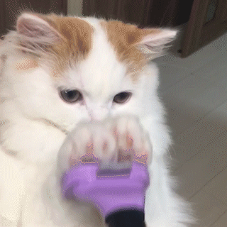 動物,犬,猫,しつけ,飼い方,育て方,病気,健康