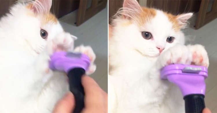 “むにゃ毛だけはご勘弁ッ!” ふさふさボディーを守るべく子猫が可愛すぎる防御を披露♪