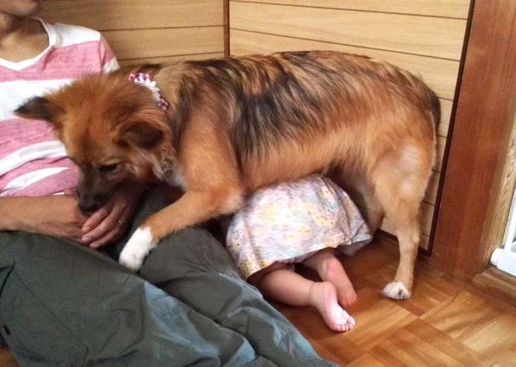 動物,犬,猫,しつけ,飼い方,育て方,病気,健康
