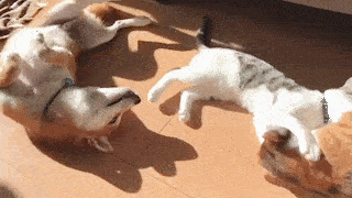 動物,犬,猫,しつけ,飼い方,育て方,病気,健康