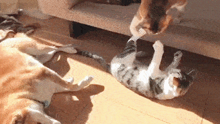 動物,犬,猫,しつけ,飼い方,育て方,病気,健康