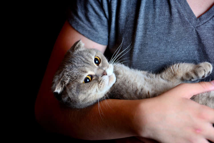 動物,犬,猫,しつけ,飼い方,育て方,病気,健康