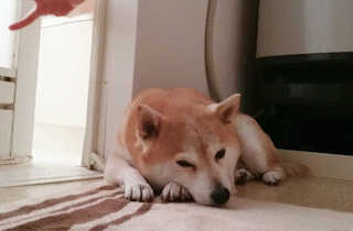 動物,犬,猫,しつけ,飼い方,育て方,病気,健康