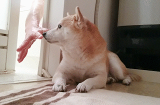 動物,犬,猫,しつけ,飼い方,育て方,病気,健康