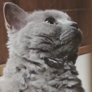 動物,犬,猫,しつけ,飼い方,育て方,病気,健康