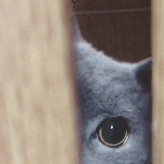 動物,犬,猫,しつけ,飼い方,育て方,病気,健康
