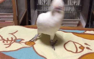 動物,犬,猫,しつけ,飼い方,育て方,病気,健康