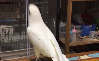 動物,犬,猫,しつけ,飼い方,育て方,病気,健康