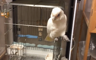 動物,犬,猫,しつけ,飼い方,育て方,病気,健康