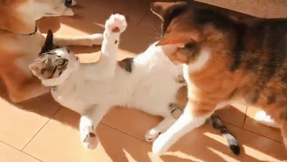 動物,犬,猫,しつけ,飼い方,育て方,病気,健康
