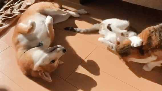 動物,犬,猫,しつけ,飼い方,育て方,病気,健康