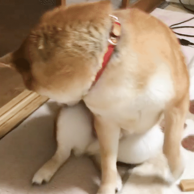 動物,犬,猫,しつけ,飼い方,育て方,病気,健康