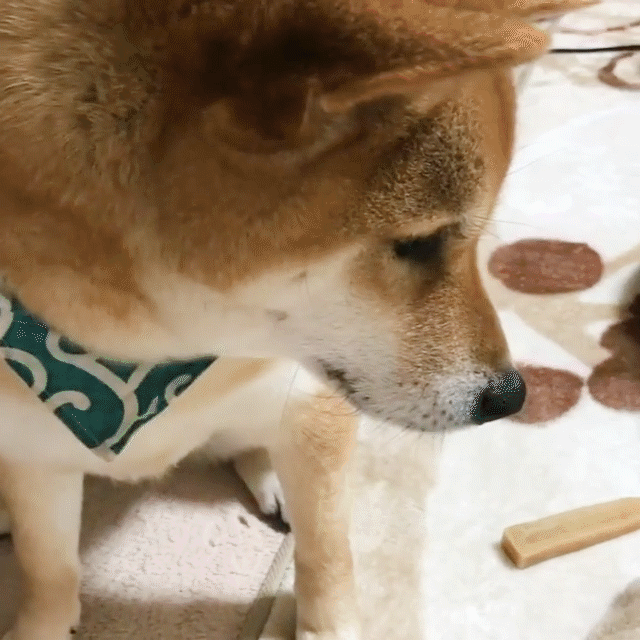 動物,犬,猫,しつけ,飼い方,育て方,病気,健康