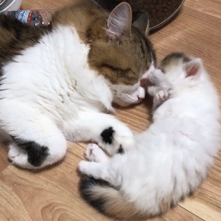 動物,犬,猫,しつけ,飼い方,育て方,病気,健康