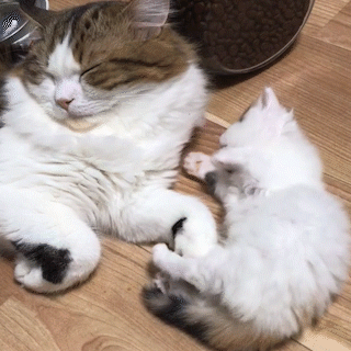 動物,犬,猫,しつけ,飼い方,育て方,病気,健康