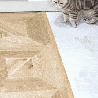動物,犬,猫,しつけ,飼い方,育て方,病気,健康