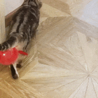動物,犬,猫,しつけ,飼い方,育て方,病気,健康