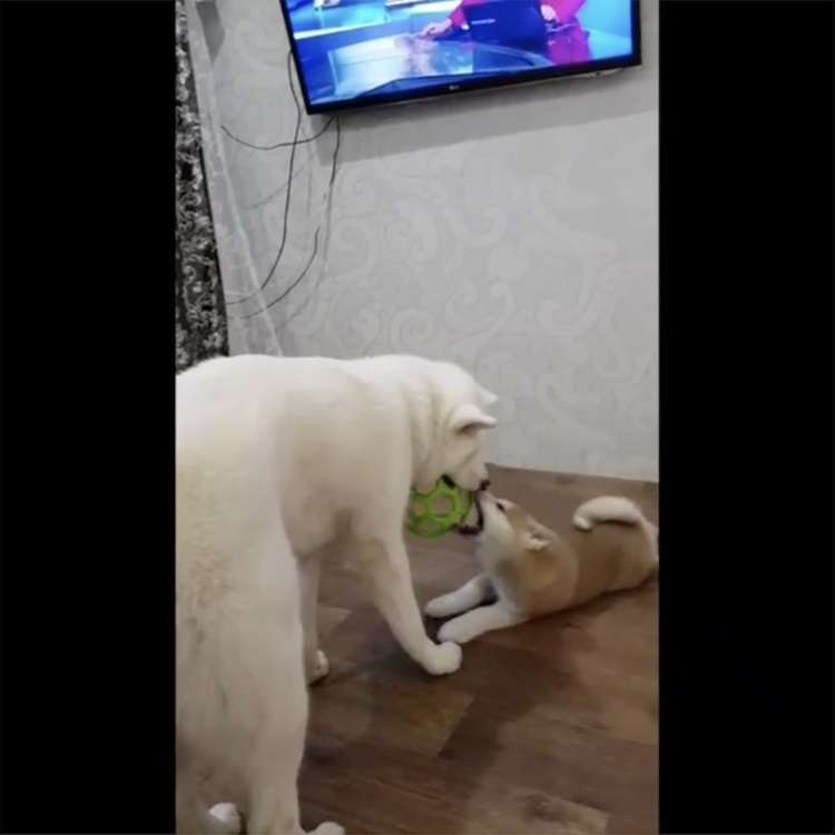 動物,犬,猫,しつけ,飼い方,育て方,病気,健康