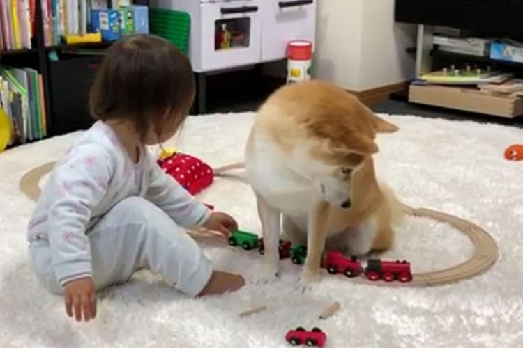 女の子の電車遊びに付き合うワンコ 実は ただ遊びに付き合っているだけじゃなかった Peco ペコ