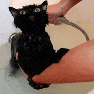 動物,犬,猫,しつけ,飼い方,育て方,病気,健康