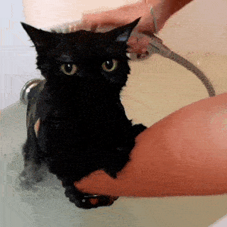 動物,犬,猫,しつけ,飼い方,育て方,病気,健康