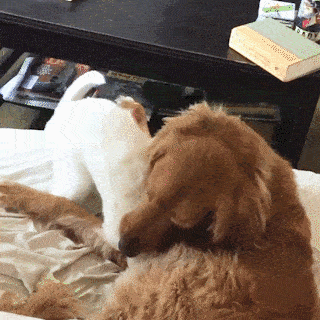 動物,犬,猫,しつけ,飼い方,育て方,病気,健康