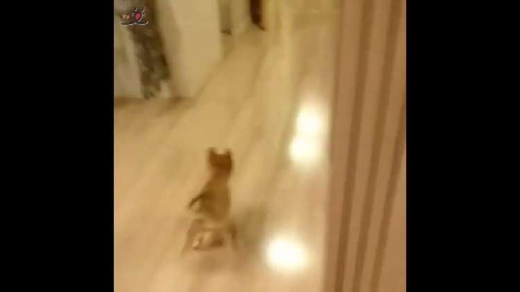 動物,犬,猫,しつけ,飼い方,育て方,病気,健康