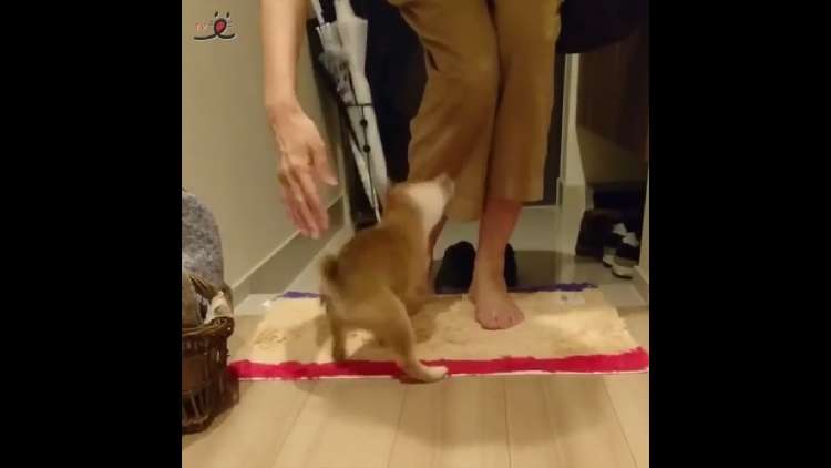 動物,犬,猫,しつけ,飼い方,育て方,病気,健康