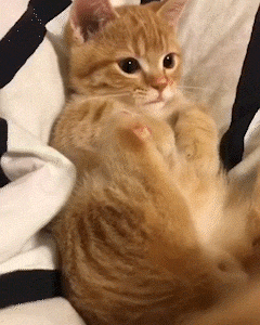 動物,犬,猫,しつけ,飼い方,育て方,病気,健康