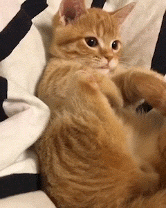 動物,犬,猫,しつけ,飼い方,育て方,病気,健康
