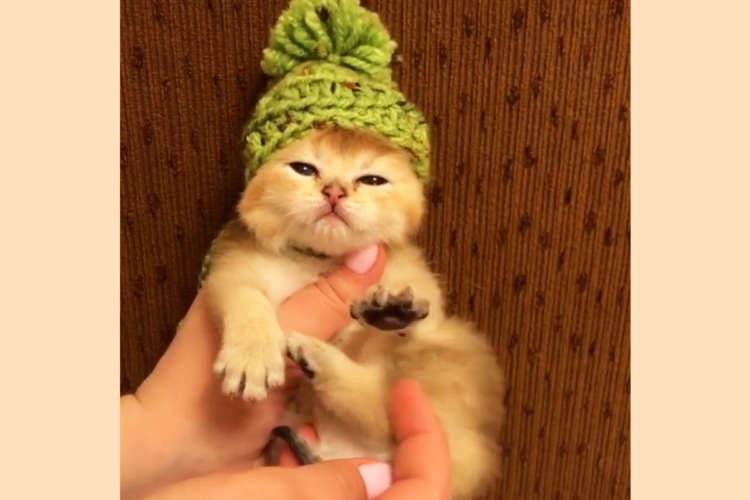 飼い主さんのナデナデがまさに神の手! 気持ち良すぎてニャンコのおててがコントロール不能に!?