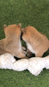動物,犬,猫,しつけ,飼い方,育て方,病気,健康