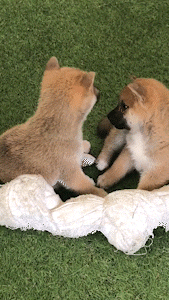 動物,犬,猫,しつけ,飼い方,育て方,病気,健康