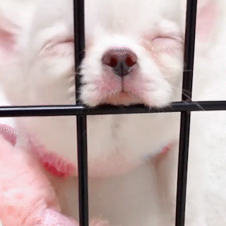 動物,犬,猫,しつけ,飼い方,育て方,病気,健康
