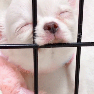 動物,犬,猫,しつけ,飼い方,育て方,病気,健康