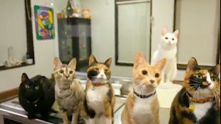 動物,犬,猫,しつけ,飼い方,育て方,病気,健康