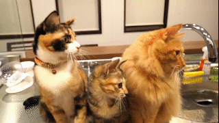 動物,犬,猫,しつけ,飼い方,育て方,病気,健康