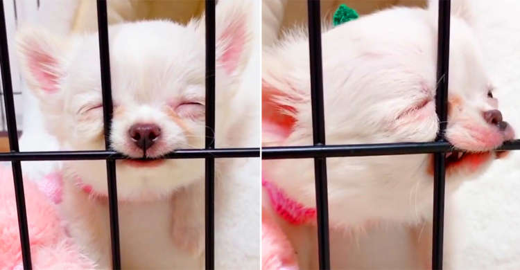 ケージに顎乗せうとうとチワワちゃん♪ 深い眠りに落ちすぎてちょっぴり面白顔に!?