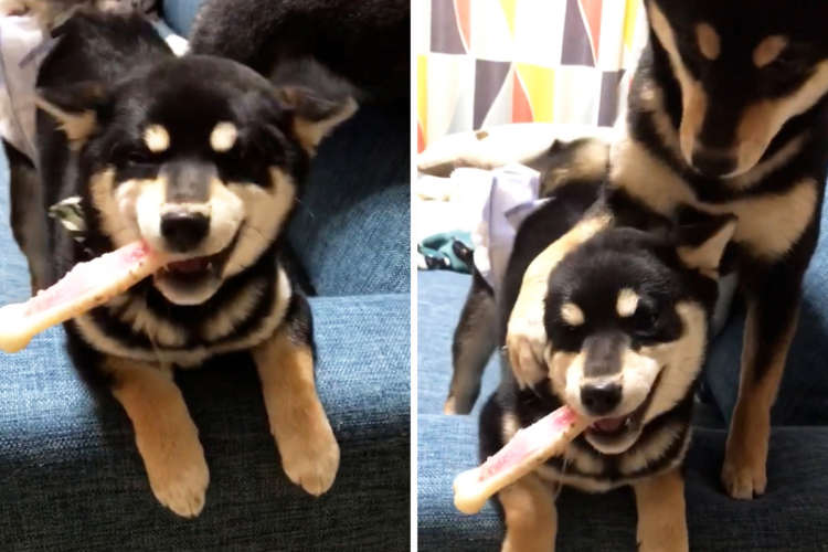 【テンション急上昇】飼い主さんがお風呂から戻ると大喜びの子犬。母ワンコの行動にも笑みがこぼれる♪