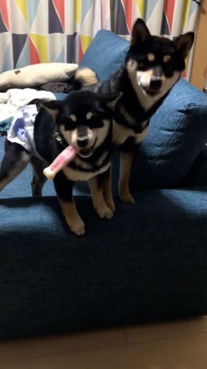 動物,犬,猫,しつけ,飼い方,育て方,病気,健康