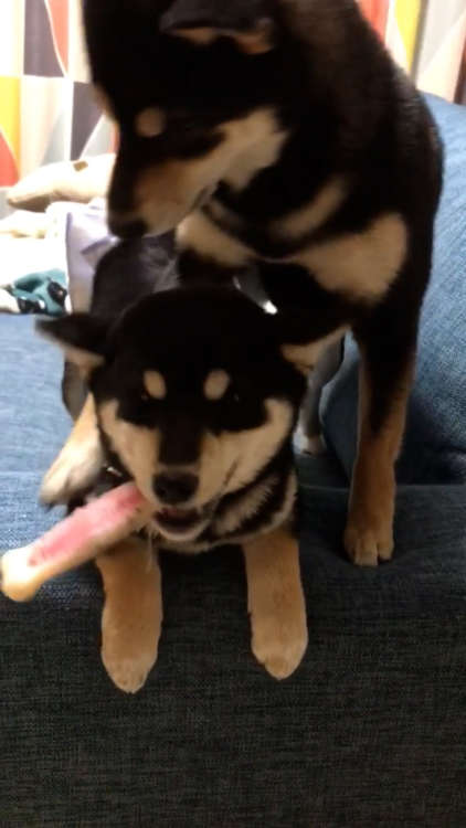 動物,犬,猫,しつけ,飼い方,育て方,病気,健康