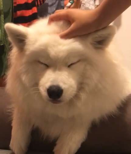 動物,犬,猫,しつけ,飼い方,育て方,病気,健康