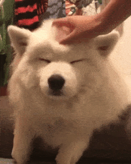 動物,犬,猫,しつけ,飼い方,育て方,病気,健康