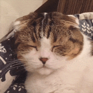 動物,犬,猫,しつけ,飼い方,育て方,病気,健康