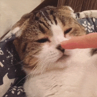 動物,犬,猫,しつけ,飼い方,育て方,病気,健康