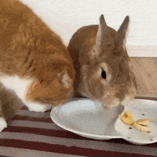 ニャンコに近づかれても 大好きなバナナの前では動じないウサギさん その温度差が 笑 Peco ペコ