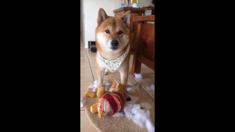 動物,犬,猫,しつけ,飼い方,育て方,病気,健康