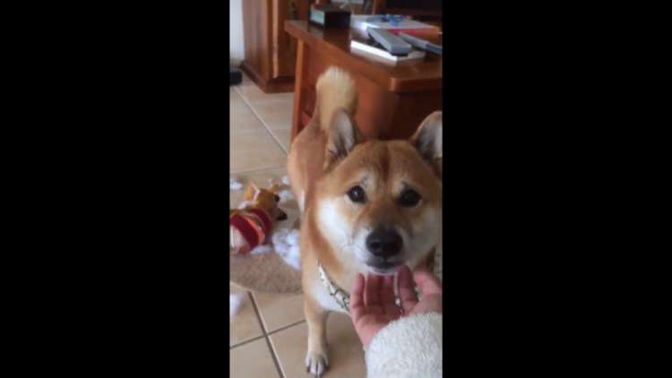 動物,犬,猫,しつけ,飼い方,育て方,病気,健康
