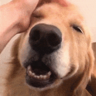 動物,犬,猫,しつけ,飼い方,育て方,病気,健康