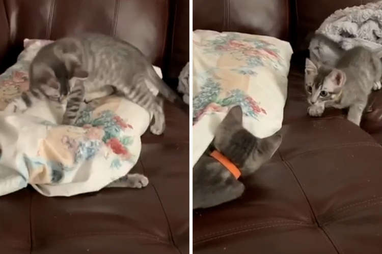 【み~つけたッ】全力でかくれんぼを楽しむ子猫たち。夢中になってはしゃぐ姿に萌え♡